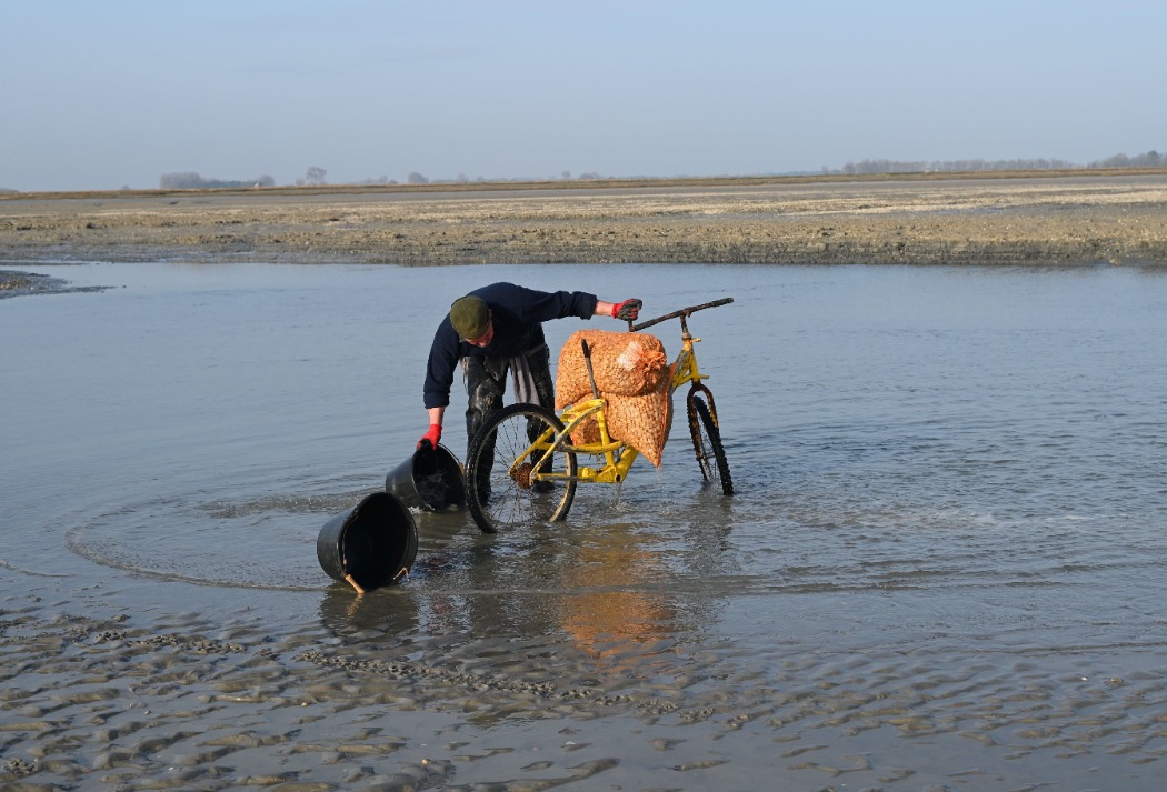 Pêche aux coques Baie de Somme